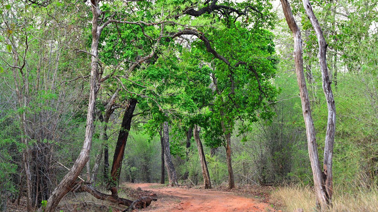 Light grey coloured Sal tree seen in the middle of the frame