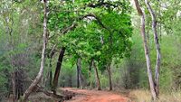 Light grey coloured Sal tree seen in the middle of the frame