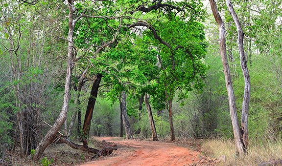 Light grey coloured Sal tree seen in the middle of the frame