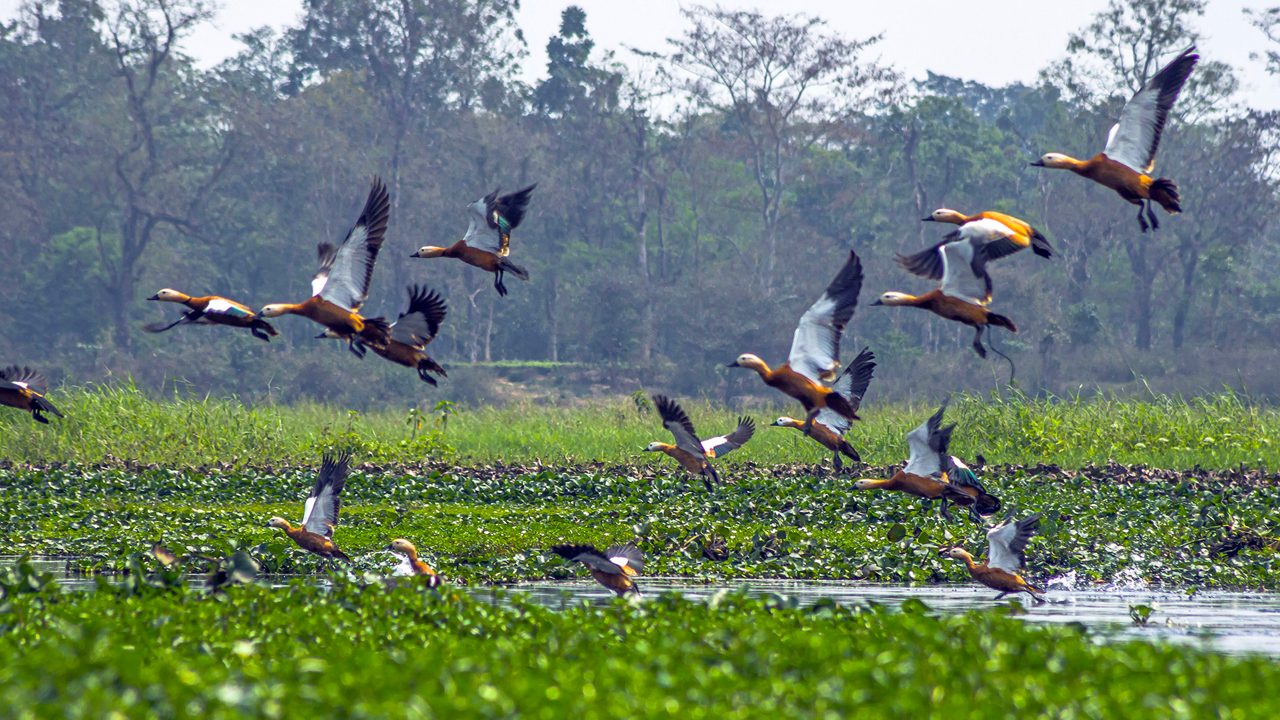 saikhowa-national-park-dibrugarh-assam-trip-hero