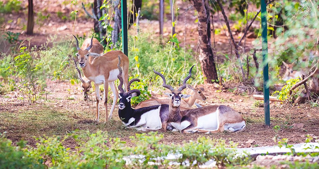 Sajjangarh-Biological-Park