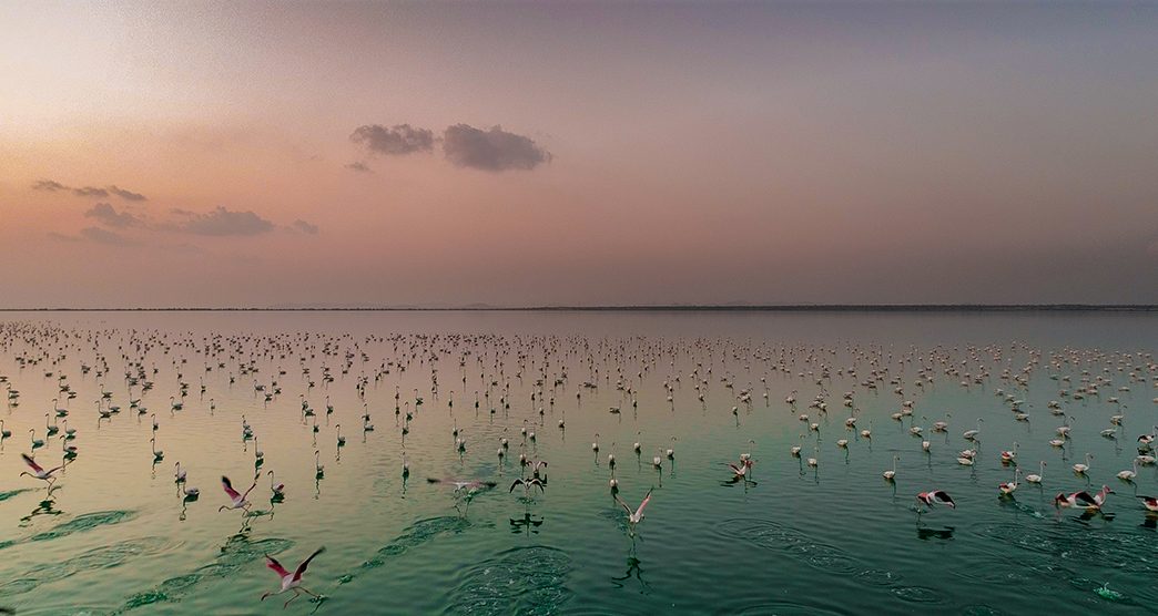 sambhar-lake-jaipur-rajasthan-attr-about