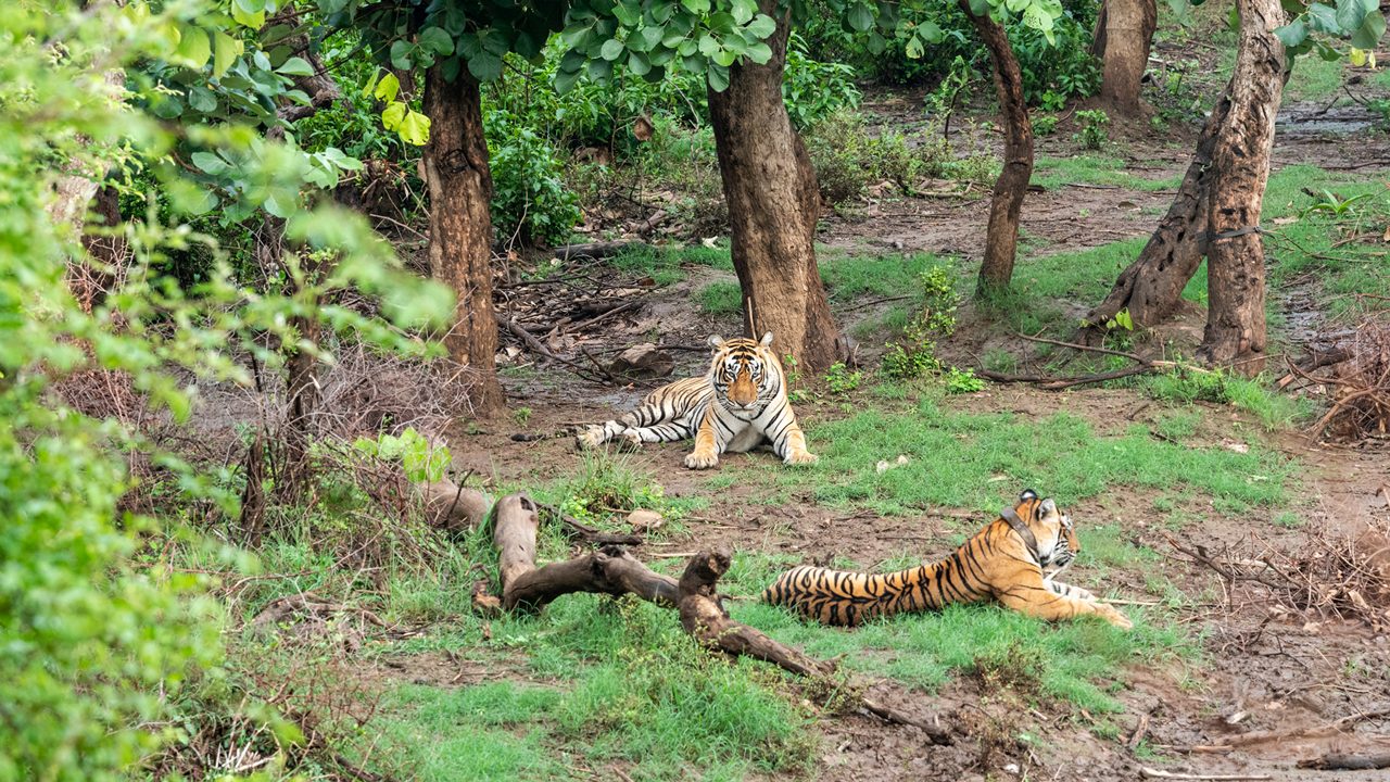 Two Radio or tracking collar bengal tigers or a mating pair in beautiful green trees and background at Sariska National Park or Tiger Reserve, rajasthan, india