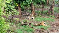 Two Radio or tracking collar bengal tigers or a mating pair in beautiful green trees and background at Sariska National Park or Tiger Reserve, rajasthan, india