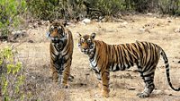 sariska-wildlife-sanctuary-alwar-rajasthan-1-attr-hero