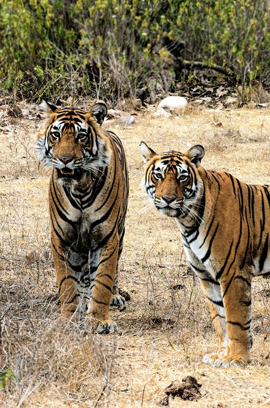 sariska-wildlife-sanctuary-alwar-rajasthan-1-attr-nearby