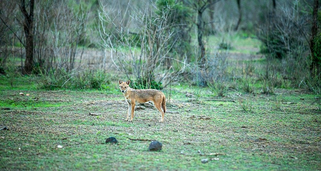 sariska-wildlife-sanctuary-alwar-rajasthan-attr-about