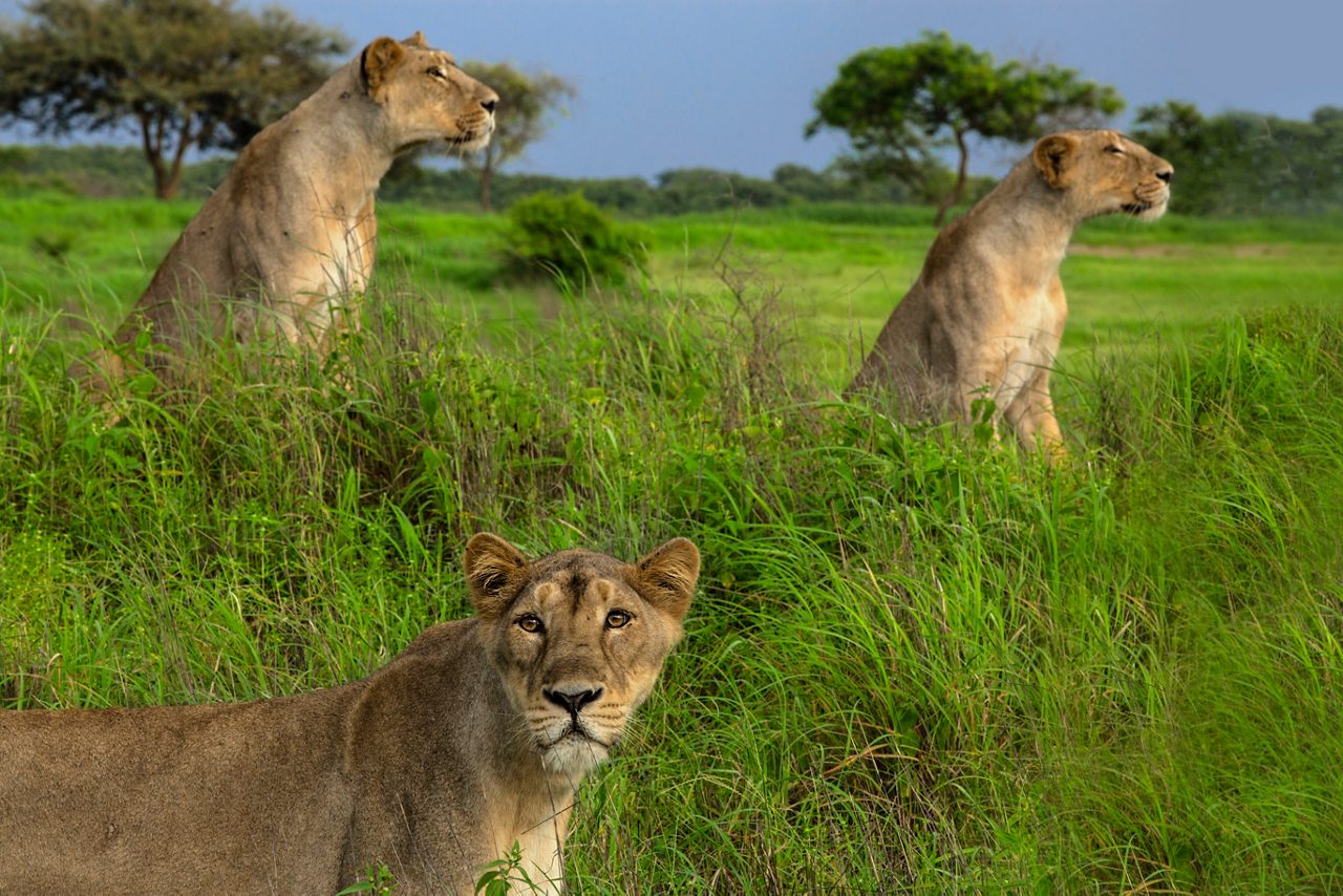 gir-forest-asiatic-lion