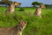 7-gir-national-park