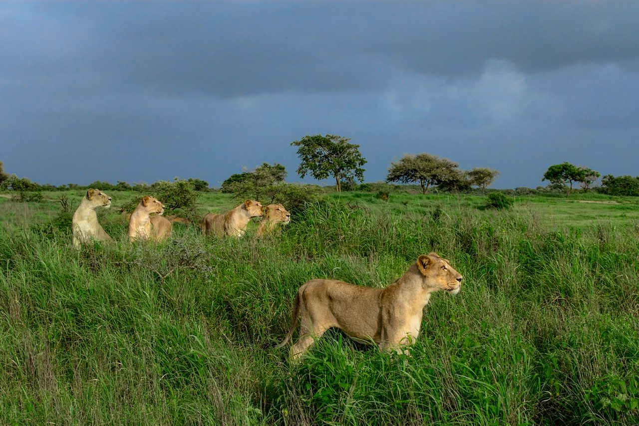 sasan-gir-wildlife-sanctury
