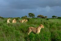 sasan-gir-wildlife-sanctury