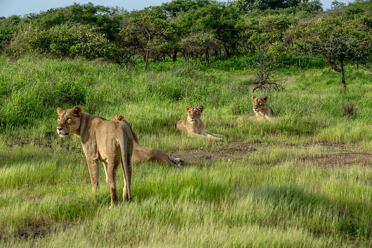 sasan-gir-wildlife-sanctury