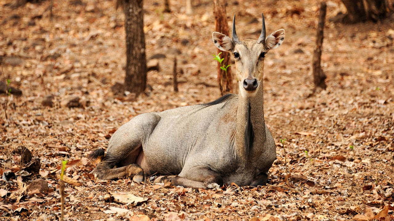 satmalia-wildlife-sanctuary-daman-daman-&-diu-1-attr-hero.jpg