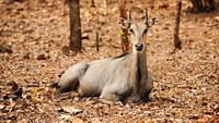 satmalia-wildlife-sanctuary-daman-daman-&-diu-1-attr-hero.jpg