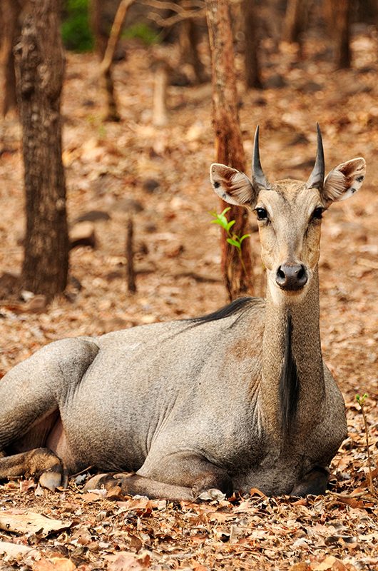 satmalia-wildlife-sanctuary-daman-daman---diu-1-attr-nearby