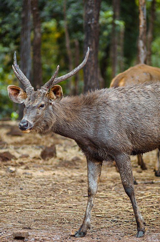 satmaliya-deer-park-silvassa-dadra-and-nagar-haveli-1-attr-nearby.jpg