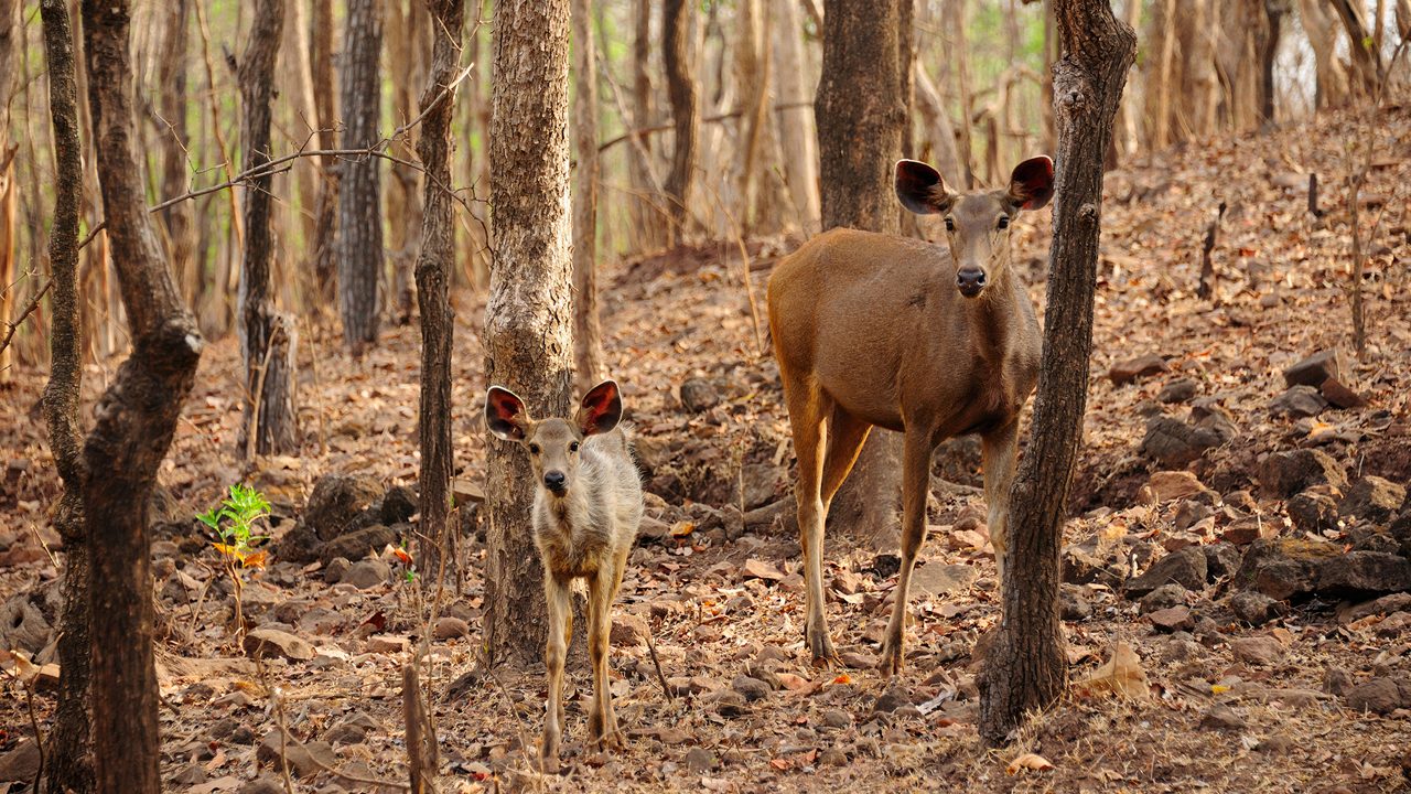 satmaliya-deer-park-silvassa-daman-&-diu-2-attr-hero