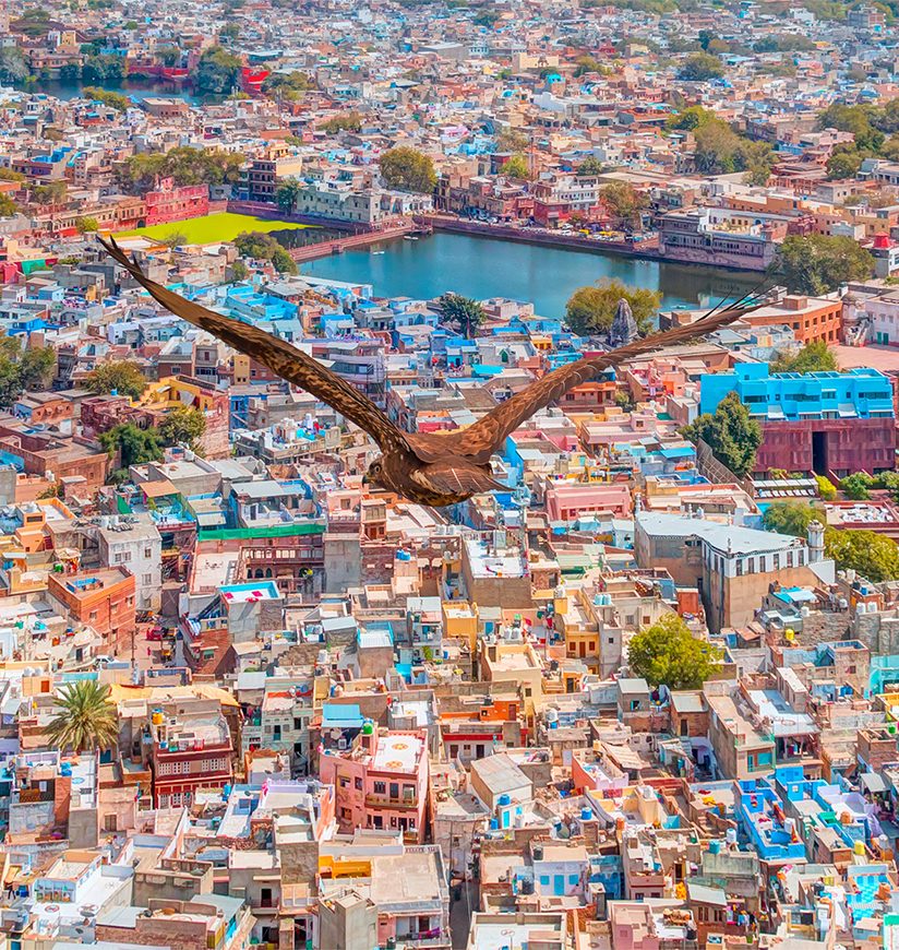 Red tailed hawk flyin over Mehrangarh Fort with Blue City -  Jodhpur , India 