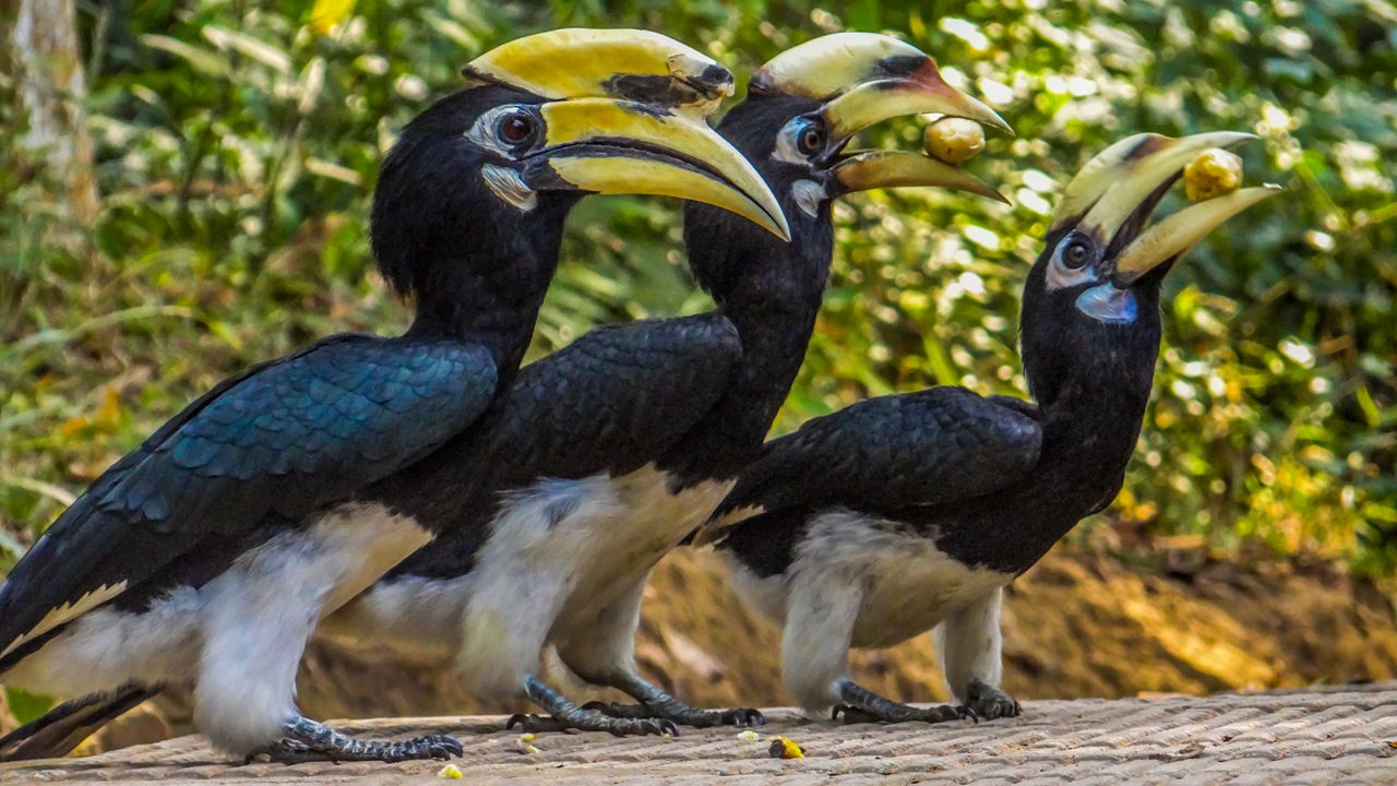 Oriental pied hornbills at Sepahijala Sanctuary, Tripura.