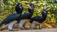 Oriental pied hornbills at Sepahijala Sanctuary, Tripura.