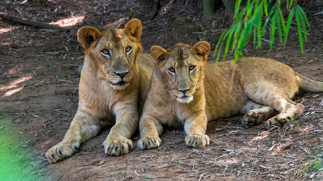 lion and lioness from Sepahijala Wildlife Sanctuary, agartala, Tripura, India