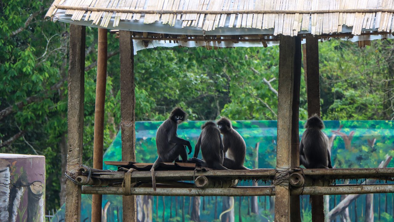 sepahijala-wildlife-sanctuary-agartala-tripura-5-musthead-hero