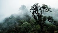 Misty mountain landscape Singalila National Park