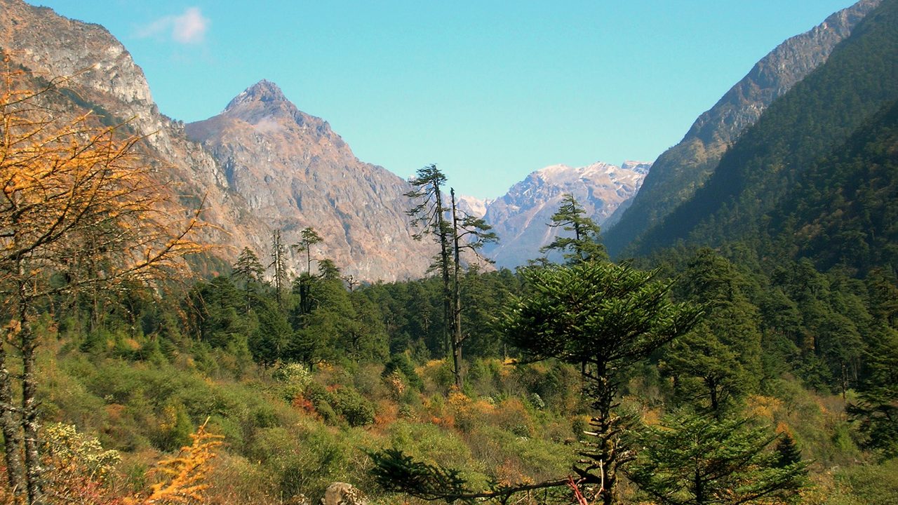 The colorful thick forest looks mesmerizing with varied colors of plants and trees on the backdrop of mountain at Singba Rhododendron Sanctuary situated at 12,500 ft altitude in Sikkim, India. 