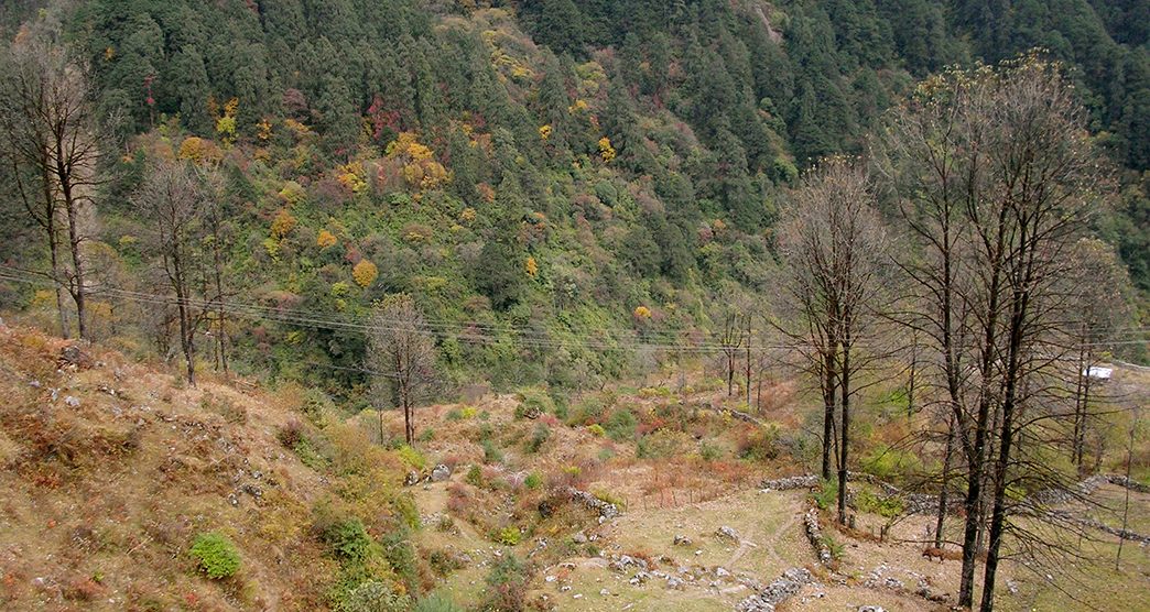 The colorful thick forest looks mesmerizing with varied colors of plants and trees at Singba Rhododendron Sanctuary situated at 12,500 ft altitude in Sikkim, India. 