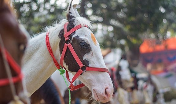 Portrait of beautiful horse and mare at Sonepur cattle fair
