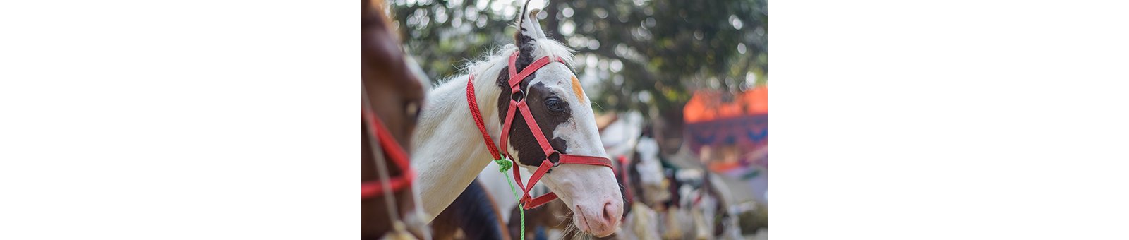 Sonepur Cattle Fair: The largest cattle fair in Asia