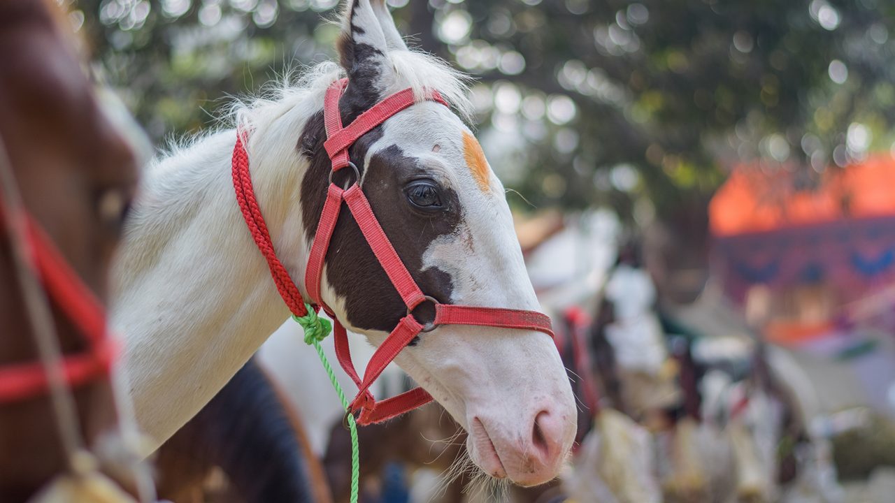 Portrait of beautiful horse and mare at Sonepur cattle fair