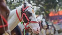 Portrait of beautiful horse and mare at Sonepur cattle fair