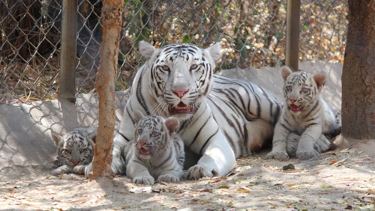 sri-venkateswara-national-park-tirupati-andhra-pradesh-2-attr-hero