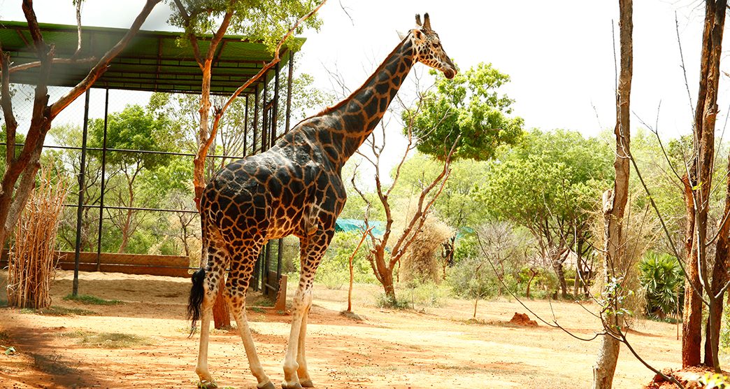 Sri-Venkateswara-National-Park