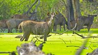 sukhna-wildlife-sanctuary-chandigarh-3-musthead-hero