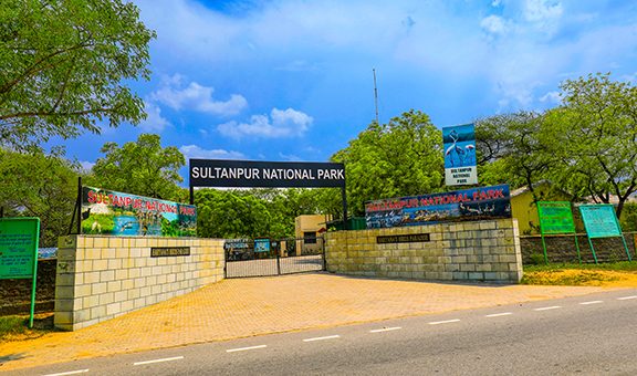 sultanpur-bird-sanctuary-gurgaon-rural-unique