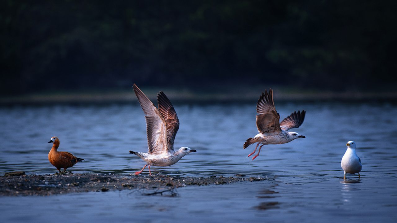 sur-sarovar-bird-sanctuary-agra-2-attr-hero