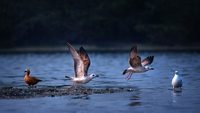 sur-sarovar-bird-sanctuary-agra-2-attr-hero