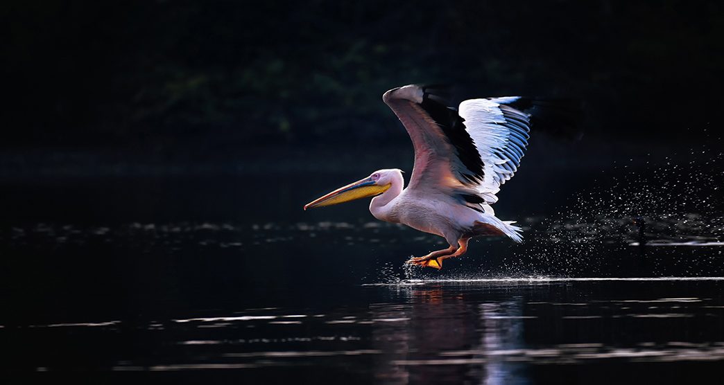 Soor-Sarovar-Bird-Sanctuary