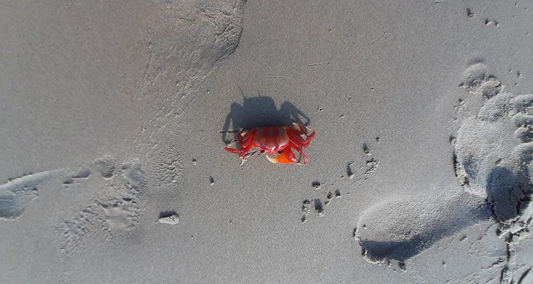 red crab beach bapatla suryalanka