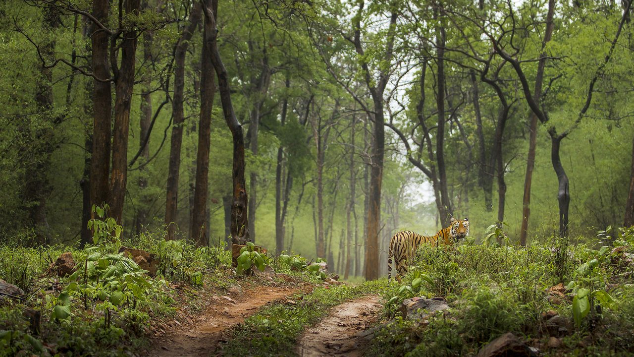 Royal Bengal tiger in green Monsoon forest Tadoba India 