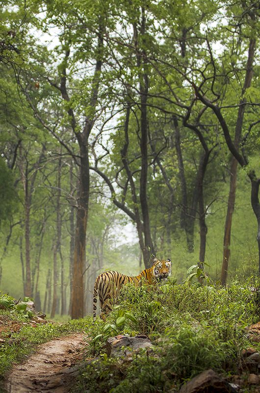 Royal Bengal tiger in green Monsoon forest Tadoba India 