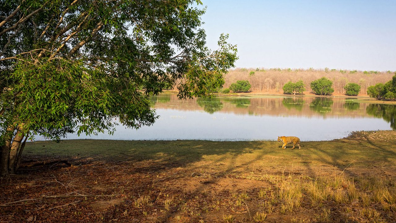 A dominant male tiger patrols it's territory at Tadoba Andhari National Park, Maharashtra, India