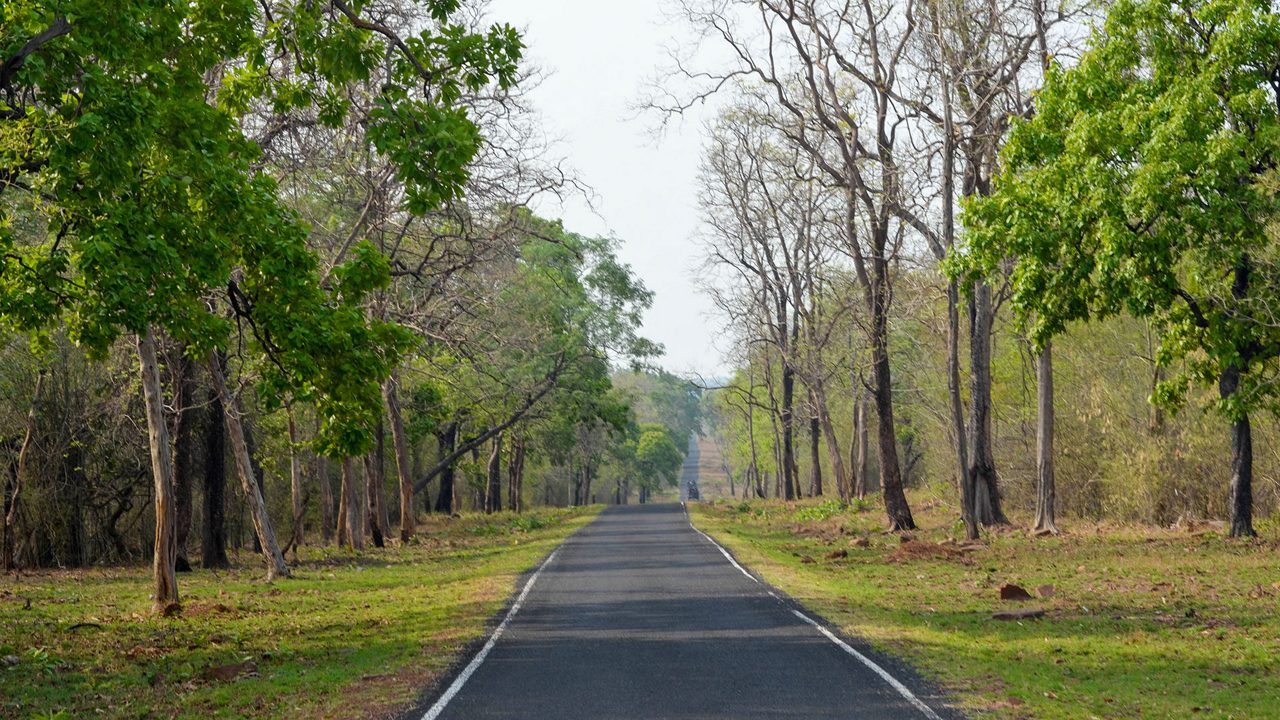 Scenic raod in Tadoba forest safari