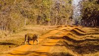 Tiger of the Tadoba forest in Nagpur, India