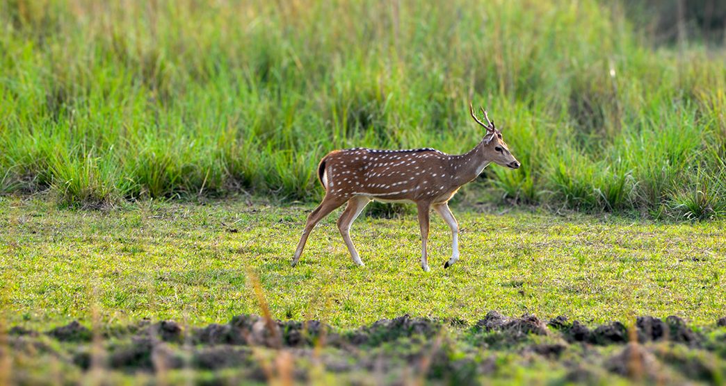 Spotted deer or chital at Tadoba forest