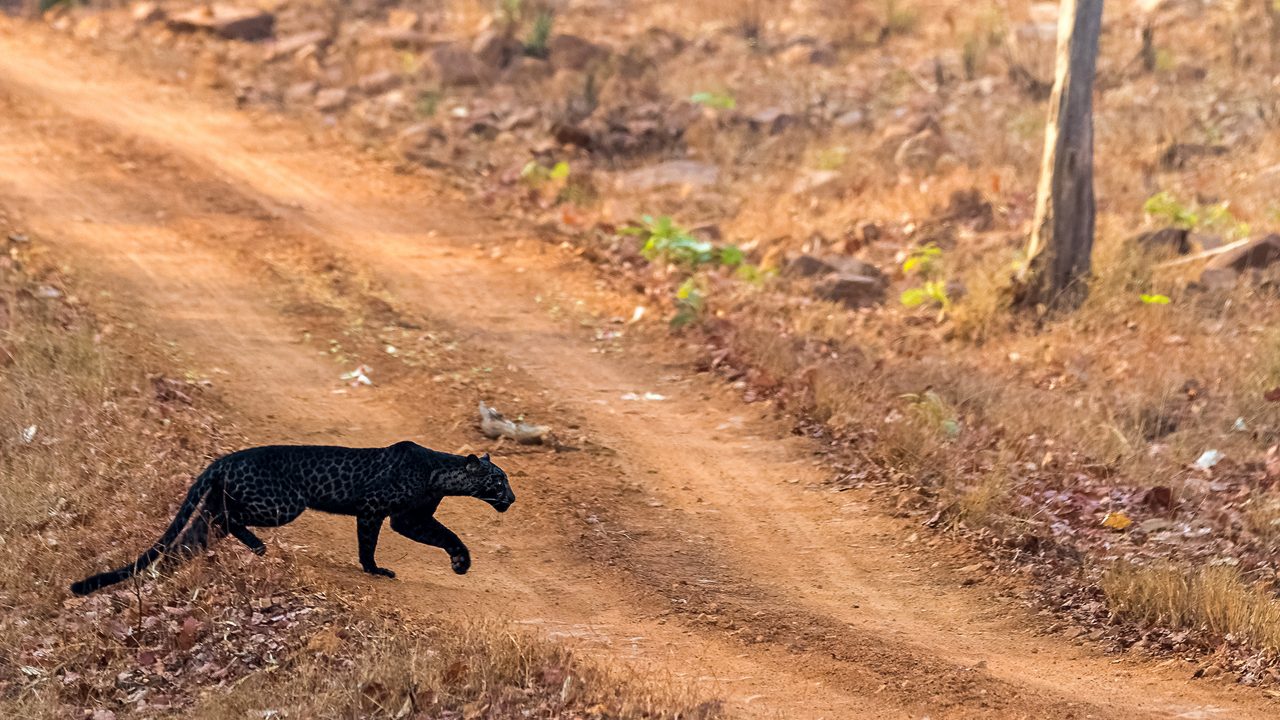 tadoba-tiger-reserve-nagpur-maharashtra-tadoba2-attr-hero