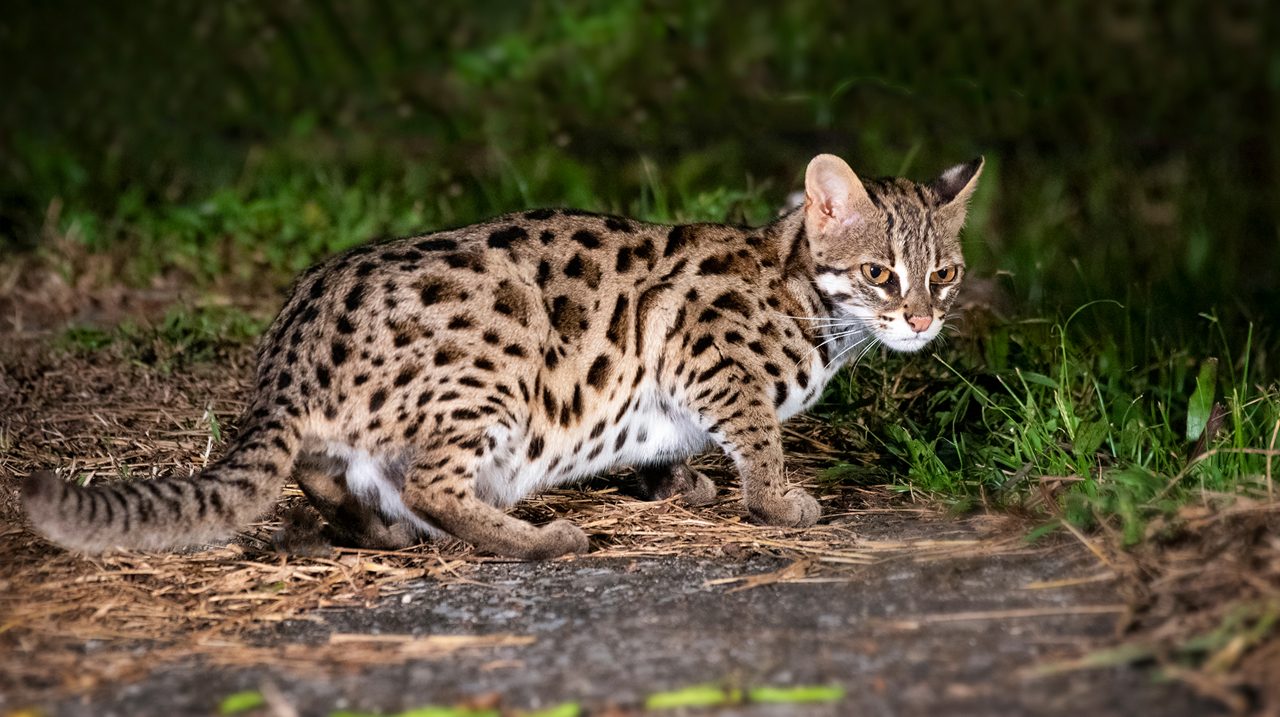 A leopard cat hunts prey at night on the grass.