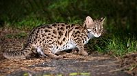 A leopard cat hunts prey at night on the grass.